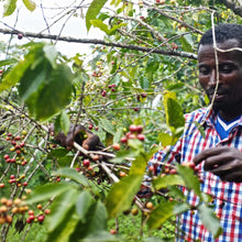 Load image into Gallery viewer, Yirgacheffe - Ethiopia, washed