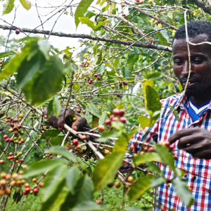 Yirgacheffe - Ethiopia, washed